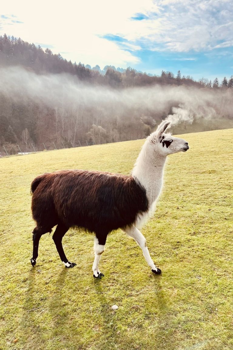 c0bd5a75-5259-46af-a414-25e4e1f3280f